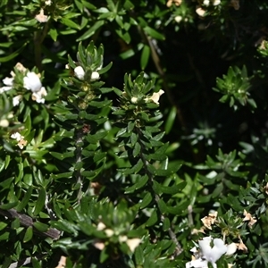 Westringia fruticosa at Edrom, NSW - 12 Oct 2024