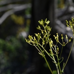 Senecio sp. at Edrom, NSW - 12 Oct 2024 by Venture