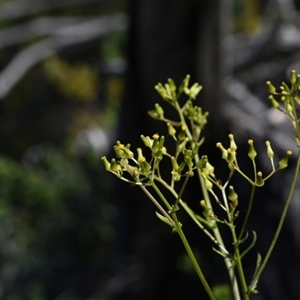 Senecio sp. at Edrom, NSW by Venture