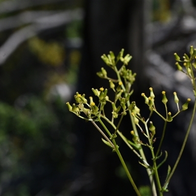 Senecio sp. at Edrom, NSW - 12 Oct 2024 by Venture