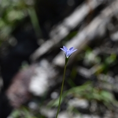 Wahlenbergia sp. at Edrom, NSW - 12 Oct 2024 by Venture