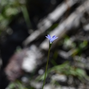 Wahlenbergia sp. at Edrom, NSW by Venture