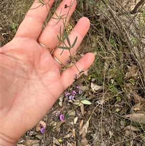 Glycine clandestina at Aranda, ACT - 13 Oct 2024 06:21 PM