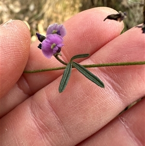 Glycine clandestina at Aranda, ACT - 13 Oct 2024 06:21 PM