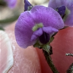 Glycine clandestina at Aranda, ACT - 13 Oct 2024 06:21 PM