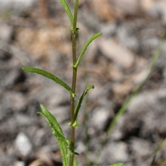 Senecio sp. at Edrom, NSW - 12 Oct 2024 by Venture