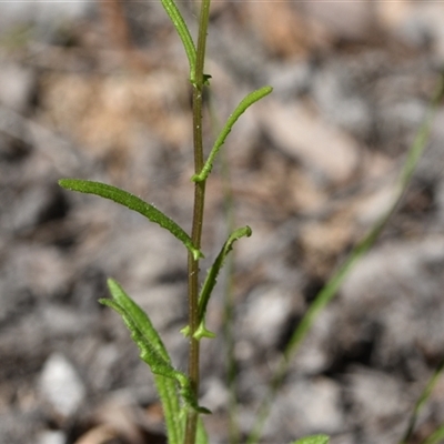 Senecio sp. at Edrom, NSW - 12 Oct 2024 by Venture