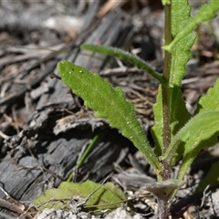 Unidentified at suppressed - 12 Oct 2024