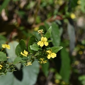 Goodenia ovata (Hop Goodenia) at Edrom, NSW by Venture