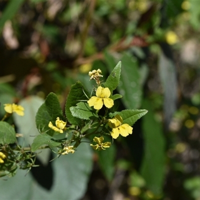 Goodenia ovata (Hop Goodenia) at Edrom, NSW - 12 Oct 2024 by Venture