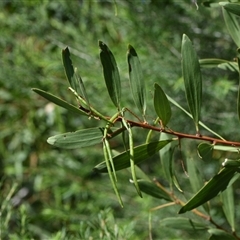 Acacia longifolia subsp. longifolia (Sydney Golden Wattle) at Edrom, NSW - 12 Oct 2024 by Venture