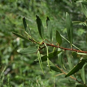 Acacia longifolia subsp. longifolia (Sydney Golden Wattle) at Edrom, NSW by Venture