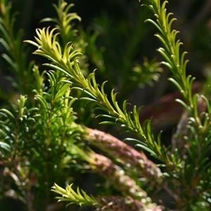 Callistemon sp. at Edrom, NSW by Venture