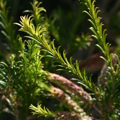 Callistemon sp. at Edrom, NSW - 12 Oct 2024 by Venture