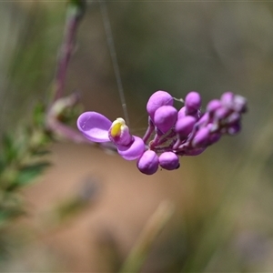 Comesperma ericinum at Kiah, NSW - 12 Oct 2024