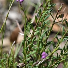 Comesperma ericinum at Kiah, NSW - 12 Oct 2024