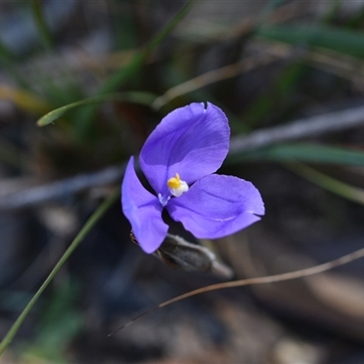 Patersonia sp. at Kiah, NSW - 12 Oct 2024 by Venture