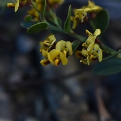 Daviesia sp. at Kiah, NSW - 12 Oct 2024 by Venture