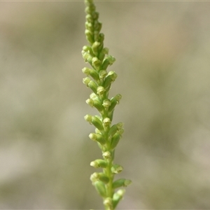 Microtis parviflora at Wonboyn, NSW by Venture