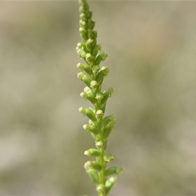 Microtis parviflora at Wonboyn, NSW - 10 Oct 2024 by Venture