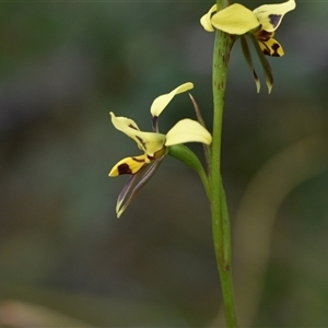 Diuris sulphurea at Wonboyn, NSW - suppressed