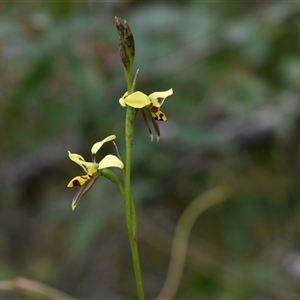 Diuris sulphurea at Wonboyn, NSW - suppressed