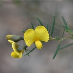 Gompholobium huegelii at Wonboyn, NSW - 11 Oct 2024 by Venture