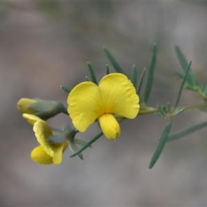 Gompholobium huegelii at Wonboyn, NSW by Venture