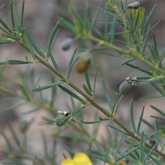 Gompholobium (genus) at Wonboyn, NSW - 11 Oct 2024 10:29 AM