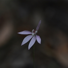 Caladenia carnea (Pink Fingers) at Wonboyn, NSW - 11 Oct 2024 by Venture