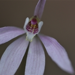 Caladenia carnea at Wonboyn, NSW - suppressed