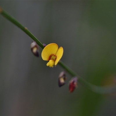 Bossiaea sp. at Wonboyn, NSW - 11 Oct 2024 by Venture