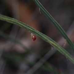 Unidentified at suppressed - 11 Oct 2024