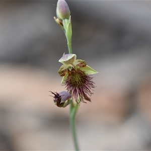 Calochilus paludosus at Wonboyn, NSW - 11 Oct 2024