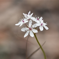 Burchardia umbellata (Milkmaids) at Wonboyn, NSW - 10 Oct 2024 by Venture