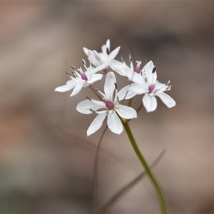 Burchardia umbellata at Wonboyn, NSW - 11 Oct 2024