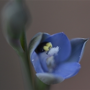 Cyanicula caerulea at Wonboyn, NSW by Venture