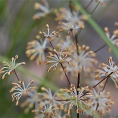 Lomandra multiflora (Many-flowered Matrush) at Wonboyn, NSW - 10 Oct 2024 by Venture