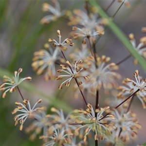 Lomandra multiflora at Wonboyn, NSW - 11 Oct 2024