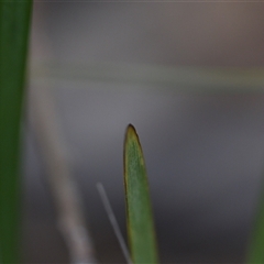 Lomandra multiflora at Wonboyn, NSW - 11 Oct 2024 09:52 AM