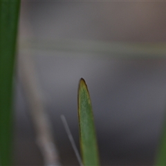 Lomandra multiflora at Wonboyn, NSW - 11 Oct 2024