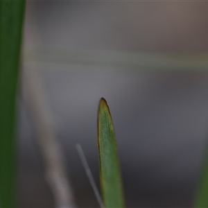 Lomandra multiflora at Wonboyn, NSW - 11 Oct 2024