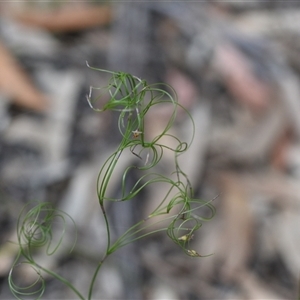 Caustis flexuosa at Wonboyn, NSW - 11 Oct 2024