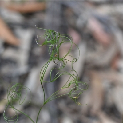 Caustis flexuosa (Curly Wigs) at Wonboyn, NSW - 10 Oct 2024 by Venture