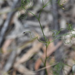 Caustis flexuosa at Wonboyn, NSW - 11 Oct 2024