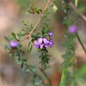 Unidentified Other Shrub at Wonboyn, NSW by Venture