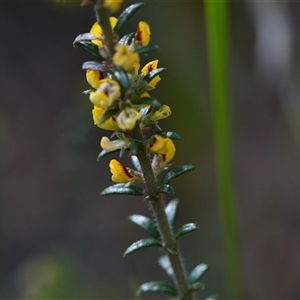 Aotus ericoides (Common Aotus) at Wonboyn, NSW by Venture