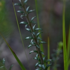 Aotus ericoides at Wonboyn, NSW - 11 Oct 2024