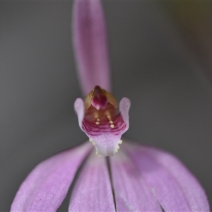 Caladenia carnea at Wonboyn, NSW - suppressed