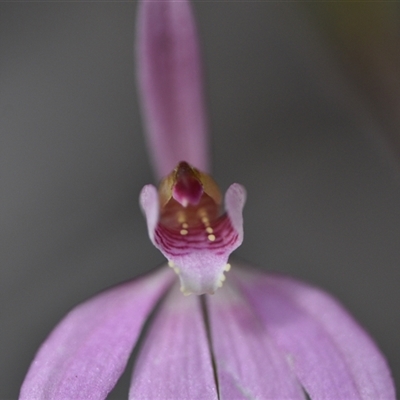 Caladenia carnea (Pink Fingers) at Wonboyn, NSW - 11 Oct 2024 by Venture